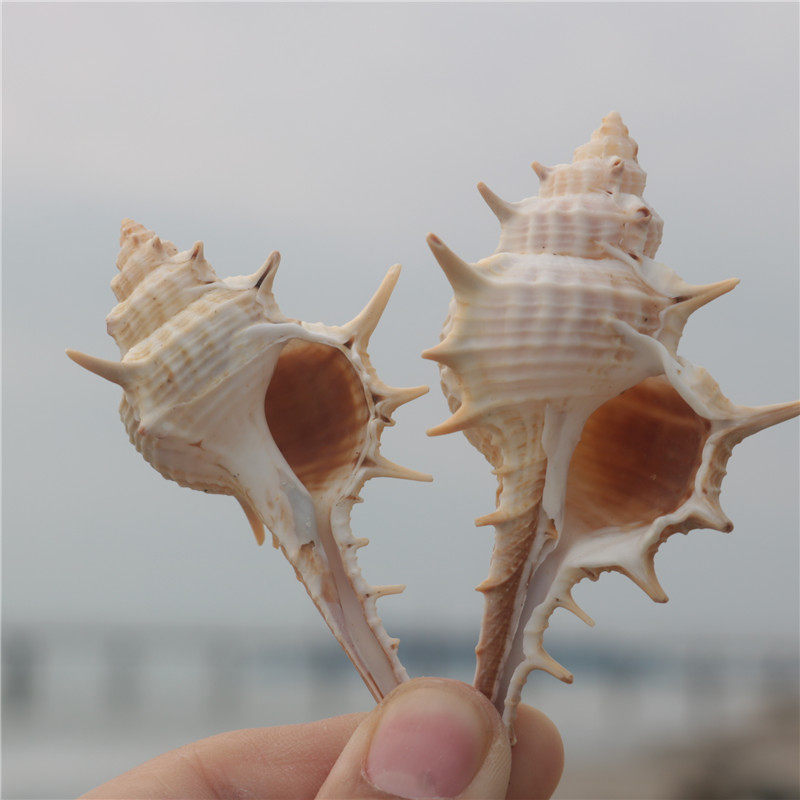 (Snail art)Natural conch shell Witch bone snail creative fish tank landscaping floor decoration