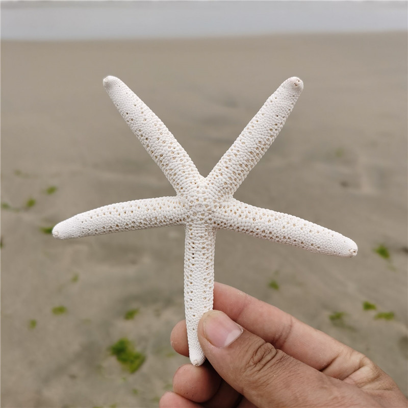 Natural conch shell large five-finger natural overlord starfish Mediterranean floor decoration wall decoration collection