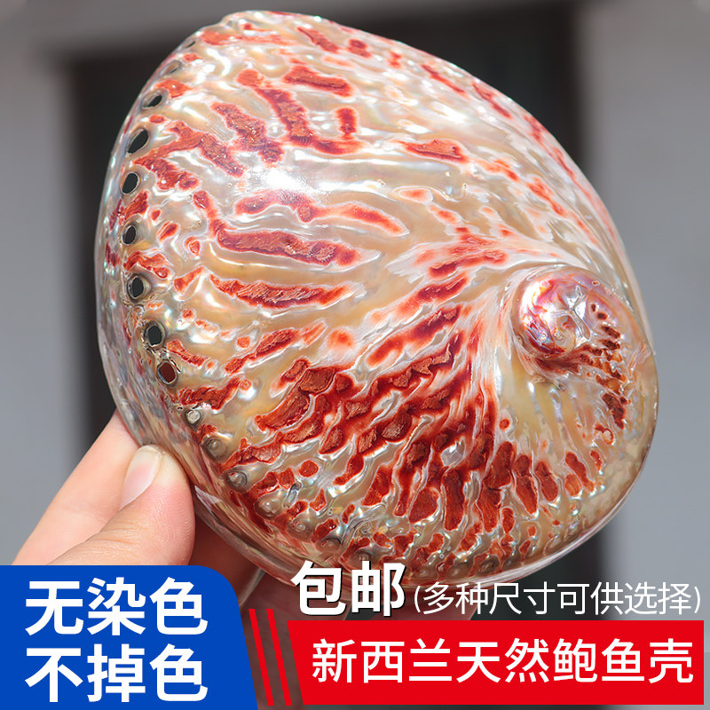 New Zealand red pattern abalone shell Home decoration Conch shell fish tank aquarium creative ornaments Lucky abalone shell