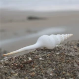 [Искусство улиток] Натуральная раковина белый ротор образец улитки с коллекцией средиземноморских украшений туристические сувениры