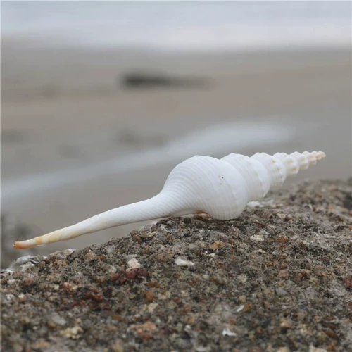 [Искусство улиток] Натуральная раковина белый ротор образец улитки с коллекцией средиземноморских украшений туристические сувениры