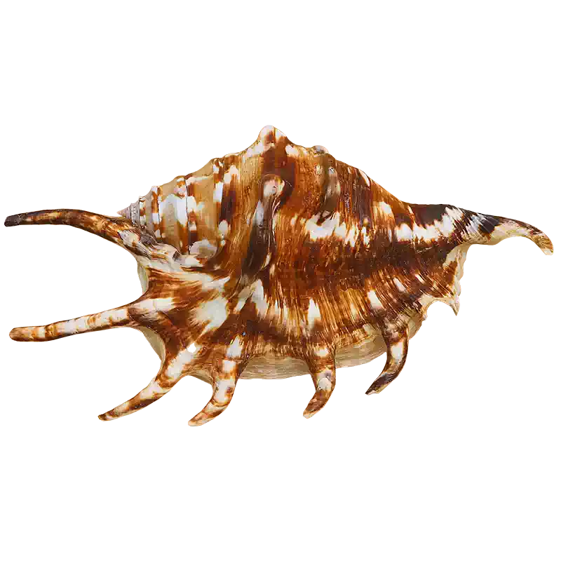 螺貝藝】天然海螺貝殼蜘蛛螺七角螺家居裝飾魚缸水族造
