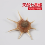 Натуральная раковина раковина длинные шипы Rarcation Редкий образец семиэтажный