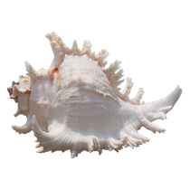 Natural conch shell white thousand hand snail home furnishings fish tank landscaping aquarium decoration large shell conch shell
