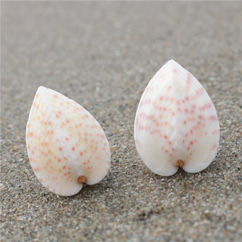 (Snail art)Natural conch chicken heart snail landscaping fish tank floor decoration photography props Shell collection specimens