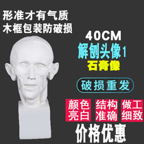 Unshaved head portrait 1 plaster art sketching Crafts teaching aids Art student painting model statue sculpture pendulum