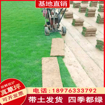 Real turf with soil lawn Manila four-season green green grass Taiwan grass villa landscaping slope protection lawn