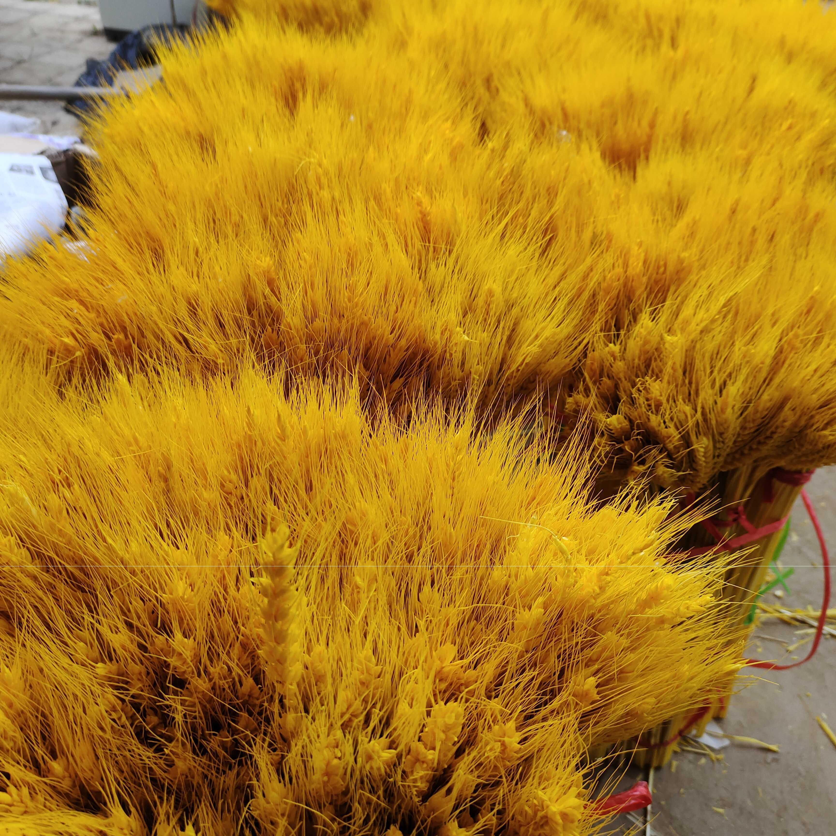 New dried flower wheat ear natural wheat ear miscellaneous grain wheat decoration props farmhouse music barley shooting window