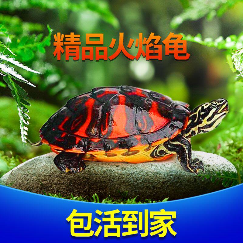 🔥火焰龟苗来袭!深水观赏龟界的颜值担当,招财宠物龟你值得拥有!🔥-龟-淘宝好物网
