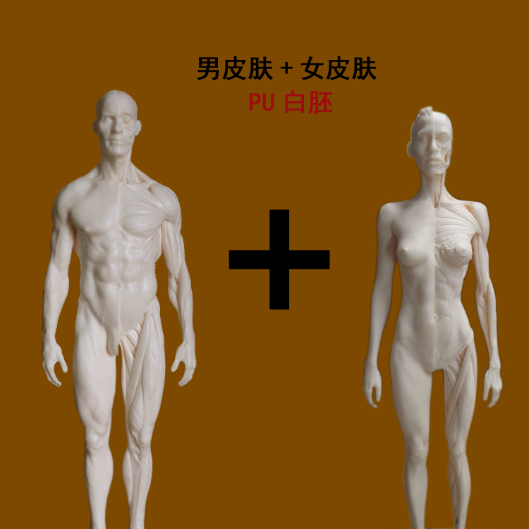 Human skeletal model Reference drawing breasts like fine art with skeleton anatomical medical head skull muscles all over the body