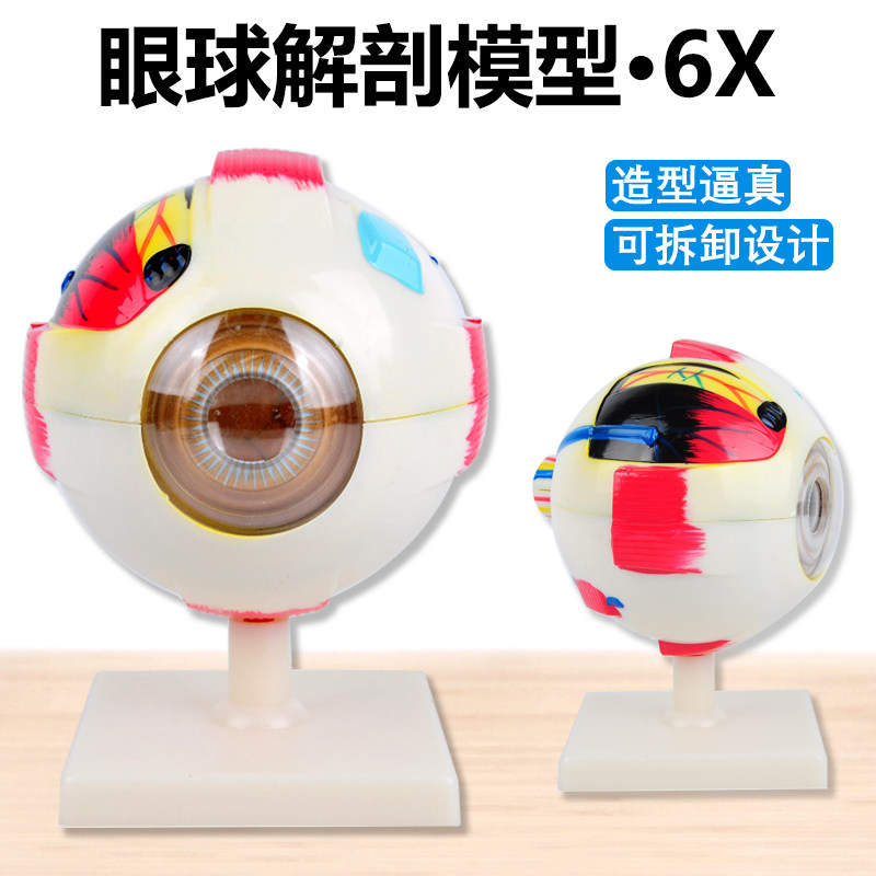 人体眼球模型 6倍放大眼球模型 五官科眼睛构造解剖教学模型 医学