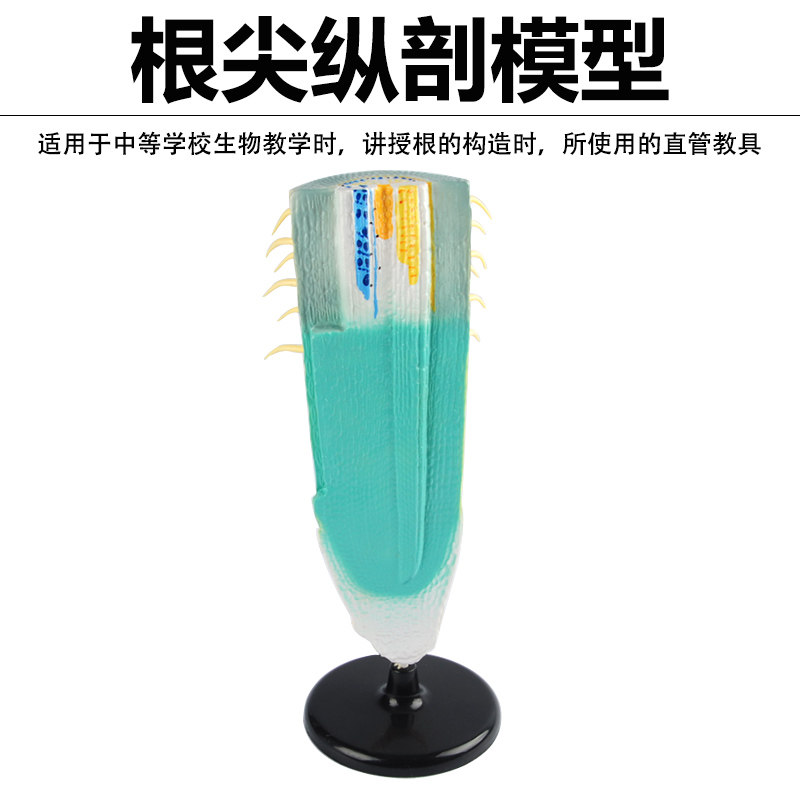根纵剖模型根纵解剖植物类根系研究设备模型初高中生物植物学教学仪器实验器材