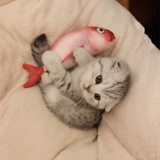 Японский мятный пакет, подушка, игрушка, кот, снимает напряжение