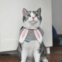 Серый маленький кролик