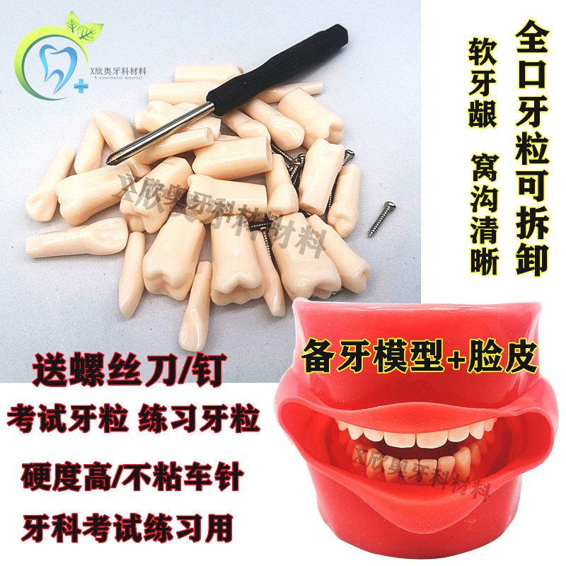 牙科口腔教学模型 备牙练习模型全口可拆卸牙齿仿真脸皮 简易头模