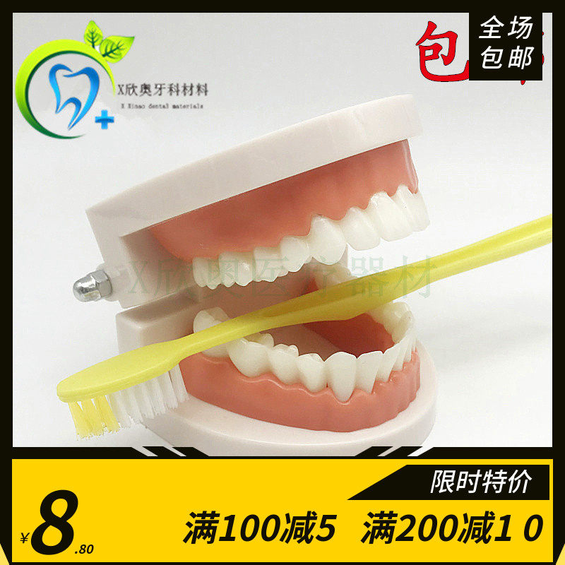 牙科口腔教学牙齿模型 幼儿园早教 刷牙练习模型 学刷牙 送牙刷