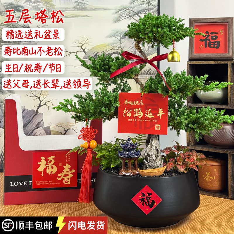 Five-Layer Pine Bonsai Plant as a Birthday Gift to Wish Longevity, Longevity Pine and Crane Symbol, for Elders, Parents, Mentors, Retirement, Housewarming, Opening Business Five-Layer Pine Bonsai Plant as a Birthday Gift to Wish Longevity, Longevity Pine and Crane Symbol, for Elders, Parents, Mentors, Retirement, Housewarming, Opening Business