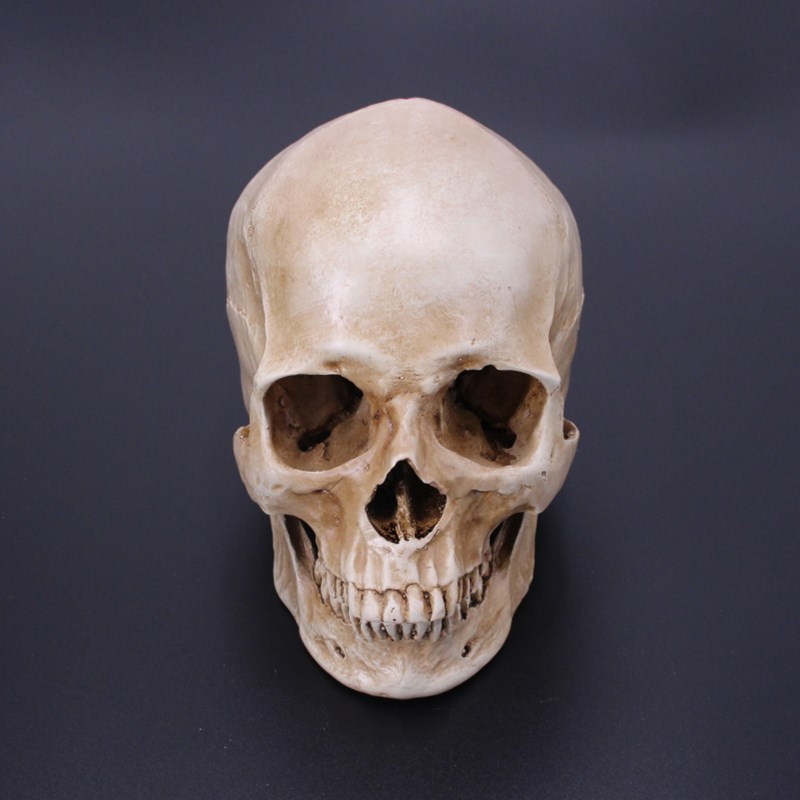 Boutique skull model Halloween bar Halloween Bar Ghost room film and TV cos dress props personality