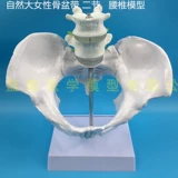 Обучение медицину естественным образом, человеческое тело человеческого тела человеческого тела, тазовая модель таза прикрепляла два -поясничный бедро и крестцовый хвостовой кость