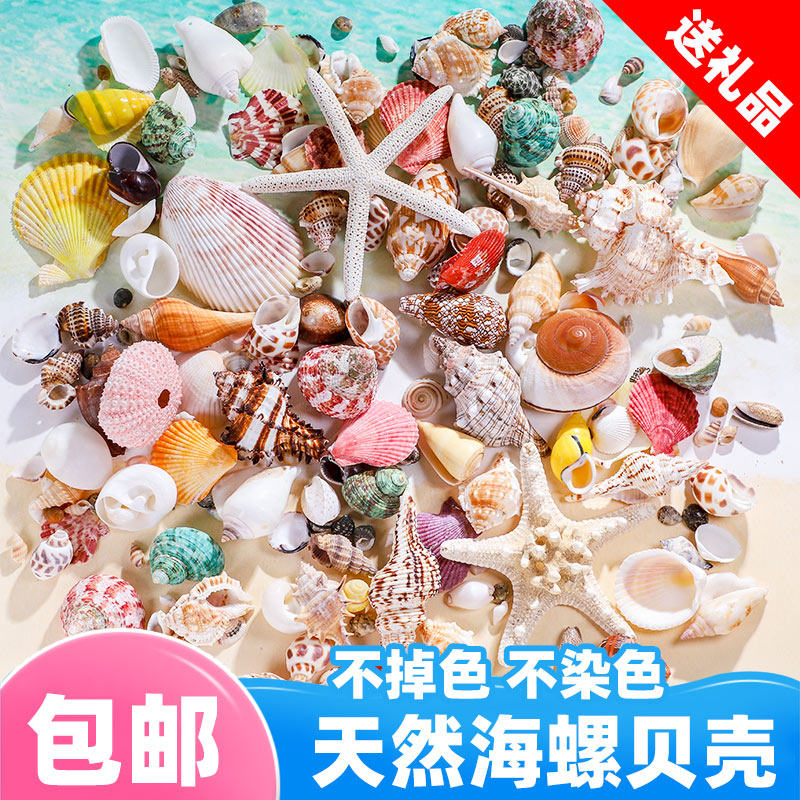 天然貝殻を使った水槽の造園、小さな巻貝の手作り装飾画、標本、貝類、ヤドカリの工芸品、ヒトデ