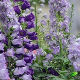 G11 Feiyan трава смешанный цвет цветочные семена ningxia Маленький муравей балкон -садовый ландшафт Многословный 1g около 120 капсул