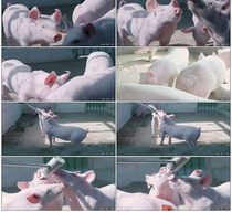 Pig breeding pig pig pig pen animal husbandry industry agricultural development pink pig feeding real video material