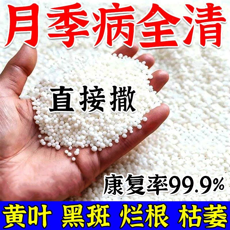 Specialized Medicine for Black Spot Disease in Roses, Commonly Used Medicine for Succulents, Roses, and Orchids, Carbendazim, Fungicide for Powdery Mildew