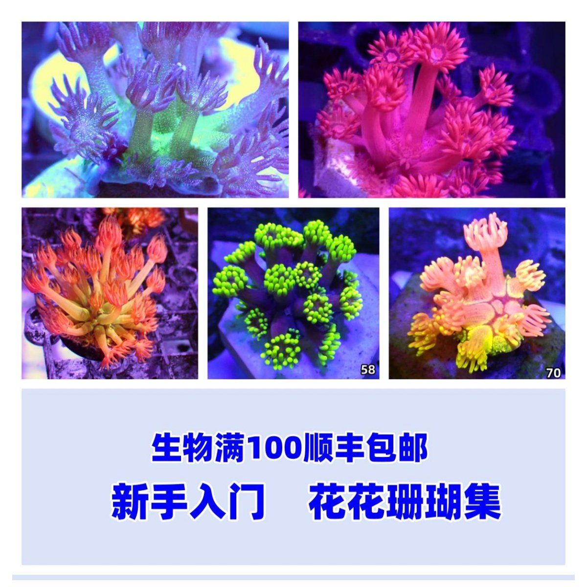 震惊！这颗马卡龙居然是活的？彩单苞珊瑚の神仙颜值大揭秘！ -其它水族宠物-淘宝好物网