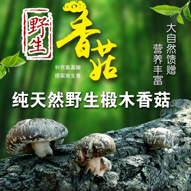 New goods Zhengzong Deep Mountain Picking of Thick Meat Wild Mushrooms Money Mushrooms Money Mushrooms Eating Mushrooms Pediatrics 500g-Taobao