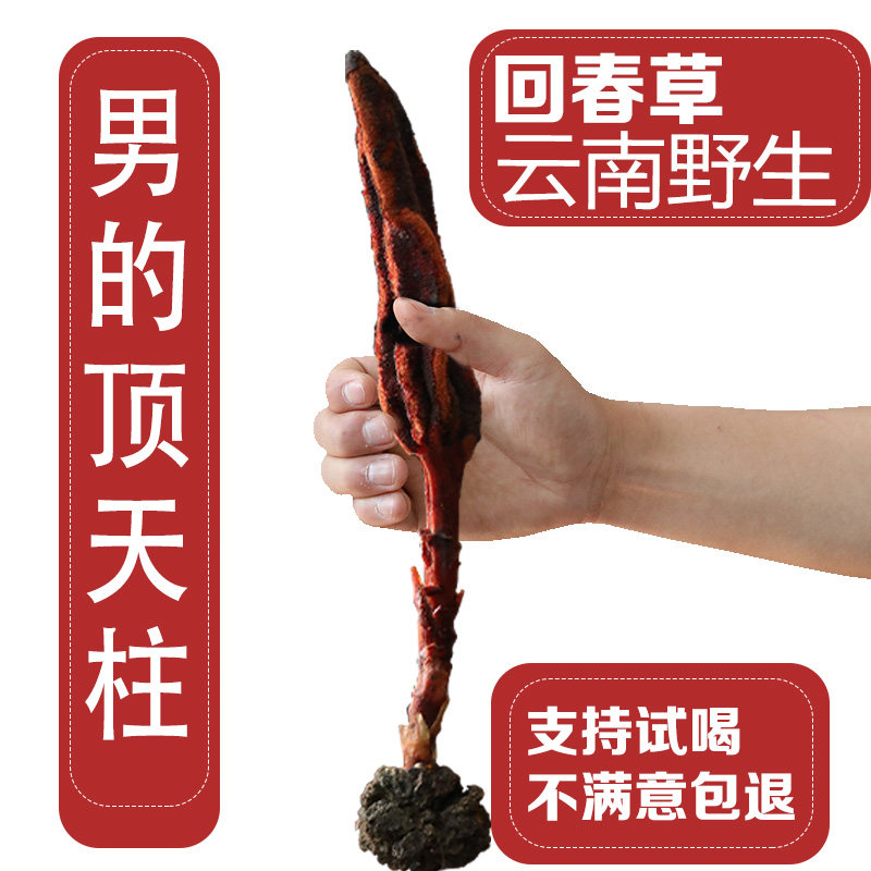 Huichun grass Wild Huichun grass Yunnan Evergreen grass Ding Tianzhu Male tonic Bubble wine material Chinese herbal medicine Huixin Grass