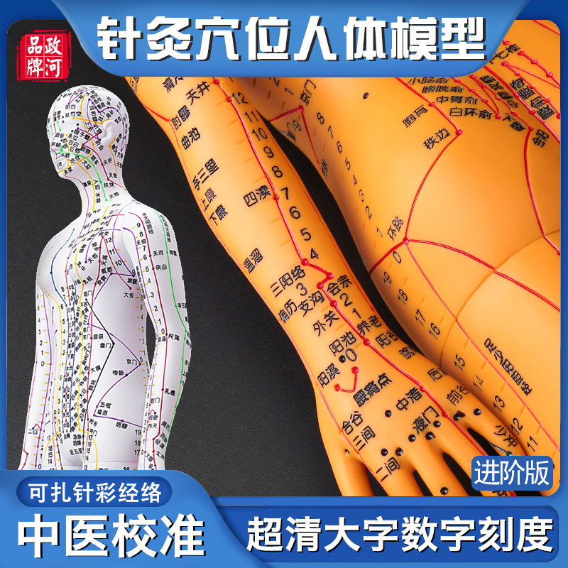 政河针灸穴位人体模型人十二经络图扎针中医小皮人数字刻度铜全身