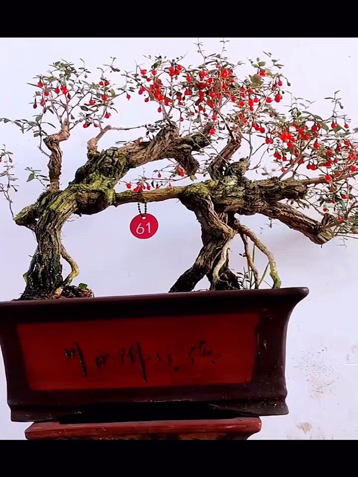 枸杞桩园的LOGO