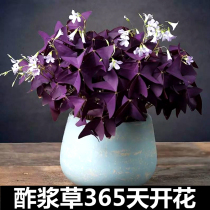 Vinegar pulp straw potted plant with flower Miao purple Pulp Grass View Leaves Old Pile Lucky Grass Purple Butterfly Trifoliate Plant Potted Plant
