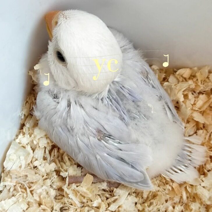 御宠 宠物生活用品