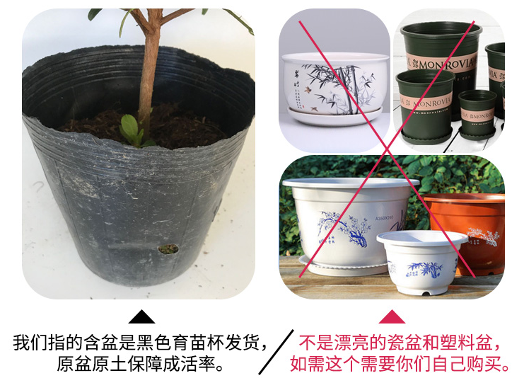 Rare camellia seasons cuckoo red camellia tea potted seedlings interior courtyard balcony green plant flowers bag in the mail