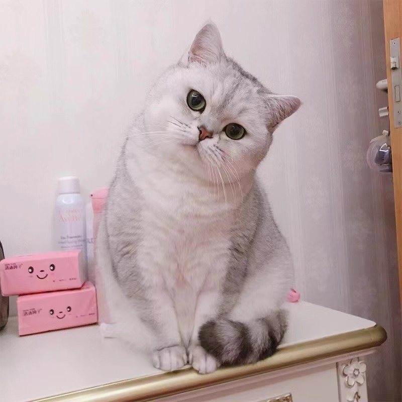 Pure breeds English Short silver Gradual Layer Cat Buns Face Young Cat Gold Asymptotic Cat dwarf Cat Living Things Pets Kitty Cub Living-Taobao