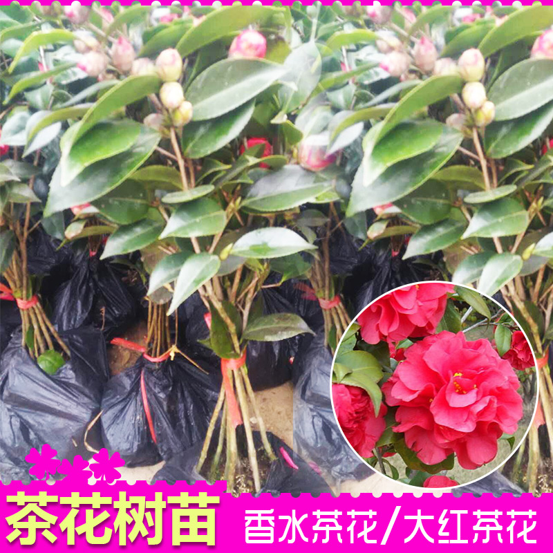 Camellia Camellia miaomiao perfume red Camellia trees high - grade potted flower Camellia the plants with buds