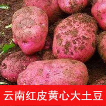 Юньнань Альпийский Красная кожа Желтое сердце Большой картофель Красный Свежий фермерский картофель Картофель Овощной картофель 10 Цзинь