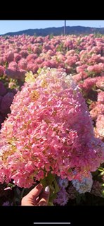 Xiaohe Garden Northeast big flower cone hydrangea vanilla strawberry cold-resistant and heat-resistant outdoor ground plant potted plant is easy to raise and live