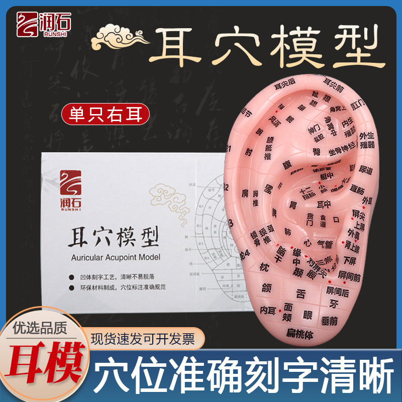 17厘米清晰刻字耳模型新国标耳穴模型按摩耳膜耳穴反射区耳朵模型