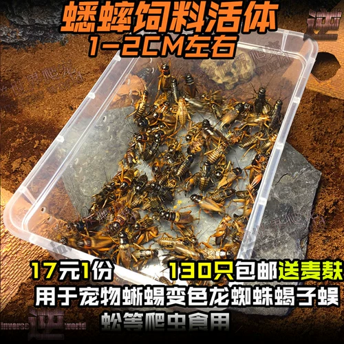 [Тигр] Бесплатная доставка в прямом эфире 头 Игла 蟋蟀 Масляная тыква