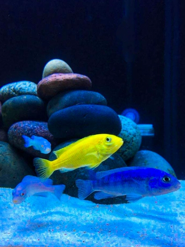 [Тигр] Чистокровный импортный Sanhu Cichigra Live Fish Клянка тропическая обаста рыба пресноводная домашние животные домашние животные