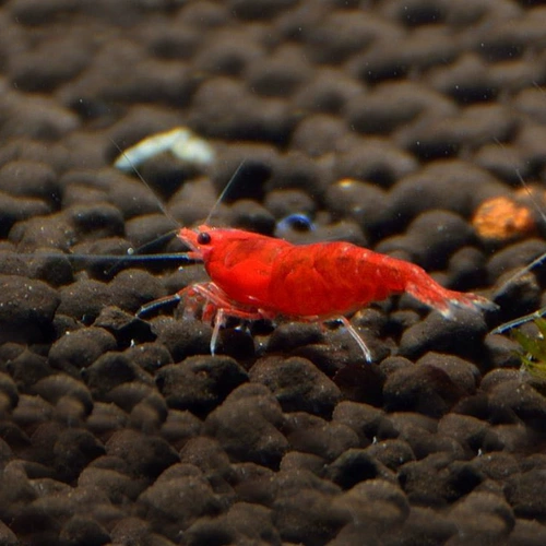 Экстремальные огненные креветки для креветочных креветков Наблюдение за креветками Живое тело пресноводство.