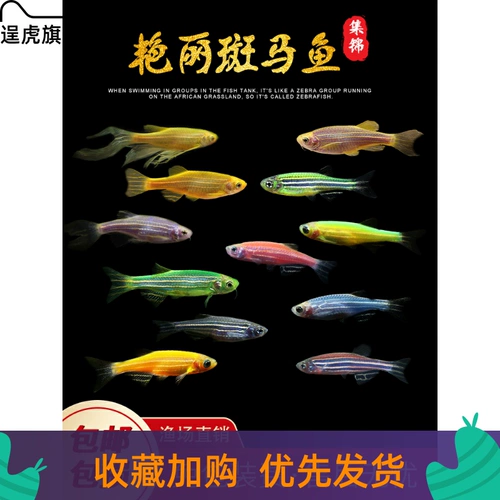 [Показать тигра] Тропические декоративные рыбы, небольшой травяной аквариум, пресноводные домашние рыбы, легко выращиваемые, рыбки данио, простые в жизни флуоресцентные рыбки данио.