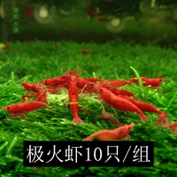 10 групп экстремальных огненных креветок