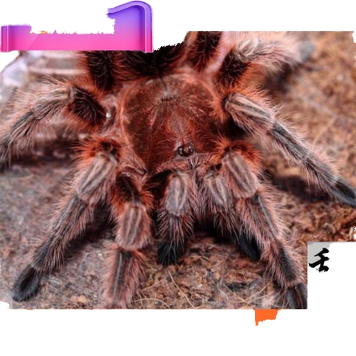 [Тигр] Бесплатная доставка в прямом эфире 头 Игла 蟋蟀 Масляная тыква