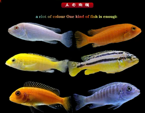 [Тигр] Чистокровный импортный Sanhu Cichigra Live Fish Клянка тропическая обаста рыба пресноводная домашние животные домашние животные