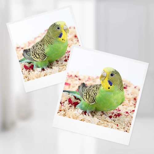 Петухолочное паряч