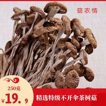 Unopened umbrella tea tree mushroom dry goods 250g farm self-planted natural non-open umbrella new tea tree mushroom