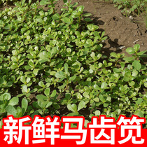 Fresh purslane wild vegetables purslane wasps red roots and green stems home-grown dug and grown